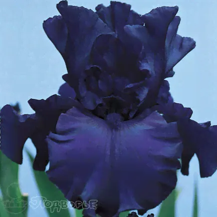 Ирис Даски Челленджер (Iris Dusky Challenger)