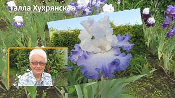 Ирис бородатый высокий бело голубой Харстринг Страммер/Hearstring Strummer