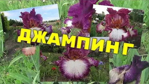 Ирис бородатый высокий Джампинг/Djumping. Купить саженцы ирисов