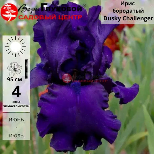 Ирис бородатый высокий "Dusky Challenger"